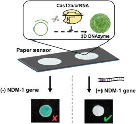 Detection of antibiotic-resistance genes in bacterial pathogens using a Cas12a/3D DNAzyme colorimetric paper sensor