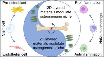 Tailoring bone microenvironment with 2D layered materials