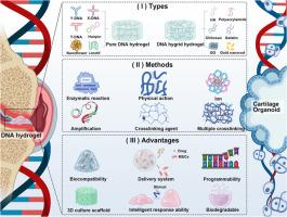 DNA-based hydrogels: Ideal biomaterials for cartilage organoids