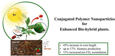 Conjugated polymer nanoparticles boosting growth and photosynthesis in biohybrid plants