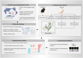 Glycyrrhizin alleviates renal damage in MRL/lpr mice by modulating gut microbiota dysbiosis and regulating the RTK-PKCα axis: insights from reverse network pharmacology