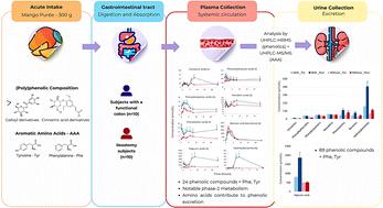 Interpretation of plasma pharmacokinetics and urinary excretion of phenolic metabolites and catabolites derived from (poly)phenols following ingestion of mango by ileostomists and subjects with a full gastrointestinal tract: complications associated with endogenous and ingested phenylalanine and tyrosine