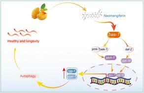Neomangiferin prolongs the lifespan of Caenorhabditis elegans by regulating autophagy-dependent IIS and MAPK pathways via bas-1