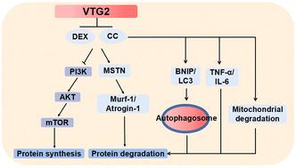 Yolk extract-derived vitellogenin 2 ameliorates muscle atrophy in mice via the PI3K/AKT/mTOR pathway