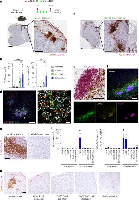 Simultaneous STING and lymphotoxin-β receptor activation induces B cell responses in tertiary lymphoid structures to potentiate antitumor immunity