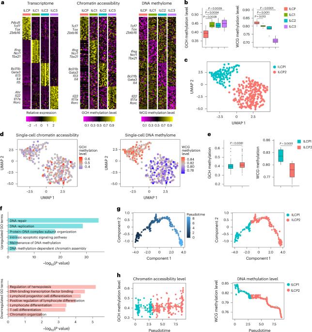 Epigenetic imprinting in innate lymphoid cell precursors directs the lineage segregation of innate lymphoid cells