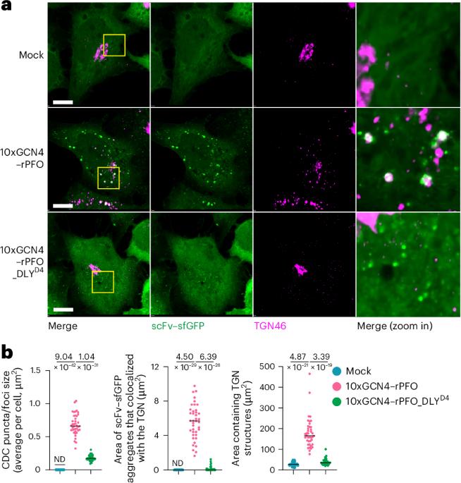 Bacterial toxins rewire the trans-Golgi network to activate the inflammatory response
