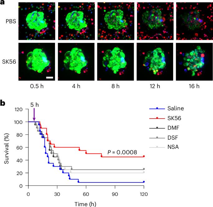 Precise inhibition of pyroptotic pores presents new opportunities for inflammation therapy