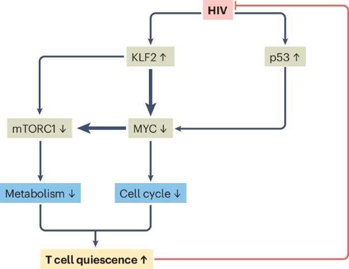 HIV-induced T cell quiescence and the origins of viral latency
