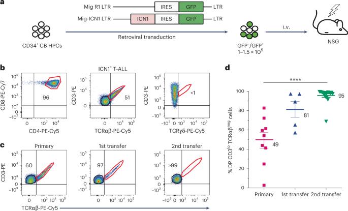 Pre-TCR-targeted immunotherapy for T cell acute lymphoblastic leukemia