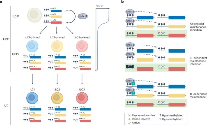 DNA hypomethylation primes ILC lineage choice