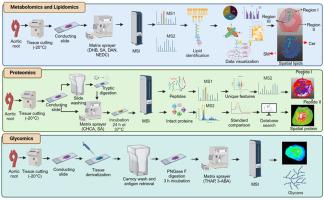 Multimodal landscape of atherosclerotic plaques: A spatial omics approach with mass spectrometry imaging