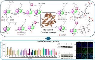 Suspensaditerpenes A–Q, anti-inflammatory labdane and nor-labdane diterpenoids from the seeds of Forsythia suspensa
