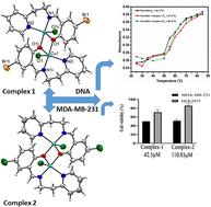 Biophysical characterization of centrosymmetric doubly bridged Cu(ii) complexes: comparative DNA/BSA binding and potential applications