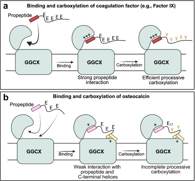 Osteocalcin has many tricks to get γ-carboxylated
