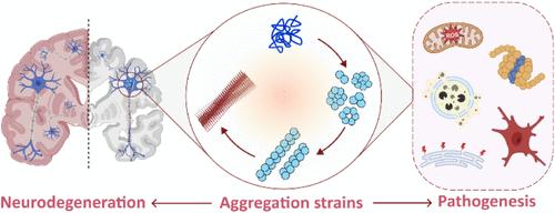 The Aggregation Continuum of α-Synuclein and Its Relevance to Brain Aging