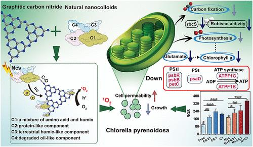 Enhanced Phototoxicity toward Chlorella Pyrenoidosa via Nanocolloid/g-C3N4 Heterostructure-Mediated Singlet Oxygen Generation