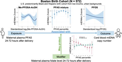 Prenatal Per- and Polyfluoroalkyl Substances (PFAS) Exposures, Newborn Mitochondrial DNA Copy Number, and the Modifying Role of the Maternal Folate Level