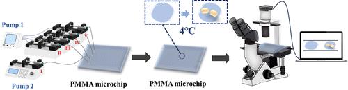 Designing and Application of a Microfluidic Chip with Continuous Concentration Gradients in the Crystallization of Proteins