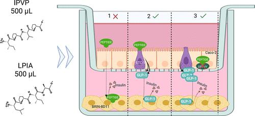 Peptides IPVP and LPIA Induce Insulin Secretion in a 2-Tiered Caco-2-STC-1/BRIN-BD11 Cell Model