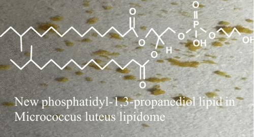 Characterization of Micrococcus luteus Lipidome Containing Novel Lipid Families by Multiple Stage Linear Ion-Trap with High Resolution Mass Spectrometry