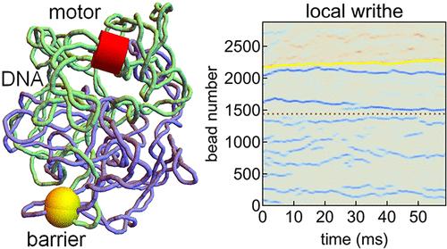 Twin Supercoil Domain Couples the Dynamics of Molecular Motors and Plectonemes during Bacterial DNA Transcription and Replication