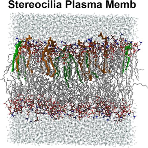 Computational Modeling of the Stereocilia Plasma Membrane