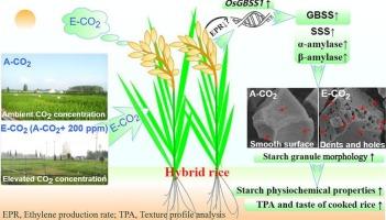Effects of elevated atmospheric CO2 on hybrid rice (Oryza sativa L.) starch granules: Structural, functional changes and their underlying causes