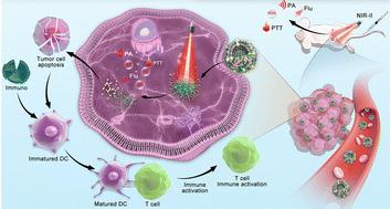 Biomimetic semiconducting polymer dots for dual targeted NIR-II phototheranostic and multimodal coordinated immunostimulatory therapy†