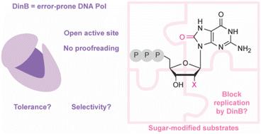 The bacterial stress response polymerase DinB tolerates sugar modifications and preferentially incorporates arabinosyl nucleotides