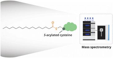 Deciphering protein long-chain S-acylation using mass spectrometry proteomics strategies