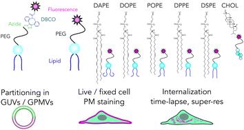 Plasma membrane labelling efficiency, internalization and partitioning of functionalized fluorescent lipids as a function of lipid structure