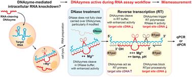 Sources of mismeasurement of RNA knockdown by DNAzymes and XNAzymes