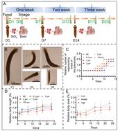 Submicron silica particles disrupt planarian homeostasis: bridging bioaccumulation, oxidative stress, and growth–regeneration trade-offs