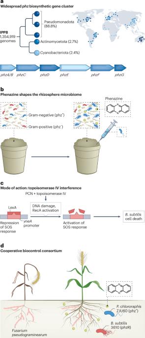 Ecological function of phenazine in soil