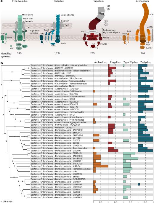 Structure of a functional archaellum in Bacteria of the Chloroflexota phylum