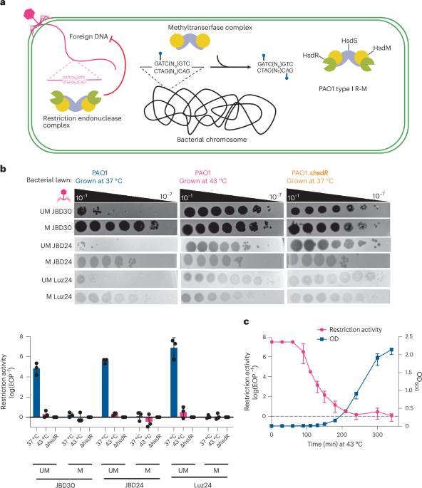 Multigenerational proteolytic inactivation of restriction upon subtle genomic hypomethylation in Pseudomonas aeruginosa