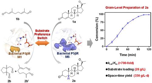 Engineered Bacterial Progesterone 5β-Reductase: Tunable Substrate Preference and Synthesis of 5β-Dihydrosteroids