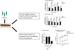V-ATPase B mediates Bt Cry1Ac binding and toxicity in Grapholita molesta