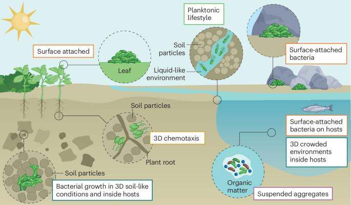 On the growth and form of bacterial colonies
