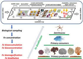 Iron bioaccumulation in coral reef organisms and biodilution in the reef food web: A mesocosm approach