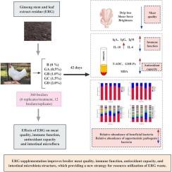 Ginseng stem and leaf extract residue improves antioxidant and immune functions and intestinal microflora in broilers