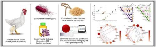 Effects of a bacillus-based biological modulator on Salmonella Heidelberg contamination and cecal microbiota in chickens.