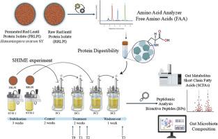 Influence of bioactive peptides from fermented red lentil protein isolate on gut microbiota: A dynamic in vitro investigation
