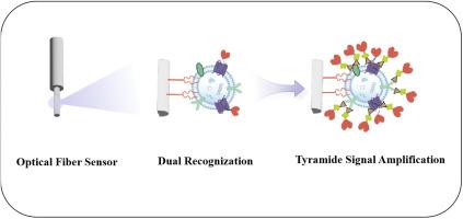 Chemiluminescent optical fiber biosensing platform with tyramide signal amplification for ultrasensitive detection of tumor-derived exosomes