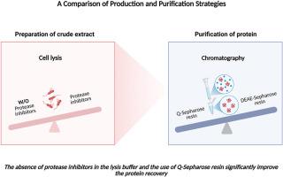 H-ferritin nanocages: refined strategy for optimized protein production and purification
