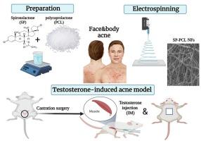Controlled release 3D nanofiber scaffolds for fostering the anti-acne effect of spironolactone in an in vivo surgical testosterone-induced acne model
