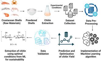 Machine learning assisted chitin Extraction: Source and yield prediction from crustacean biomass using deep eutectic solvents