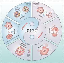 Beyond Immunity: RIG-I as a Bifunctional Regulator of Cell Fate in Non-Infectious Diseases