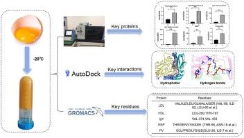 Changes in the proteome of yolk granules induced by freezing: Label-free proteomics and molecular dynamics simulation analysis